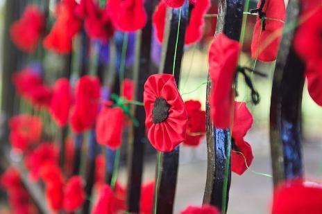 red poppies hanging on a fence