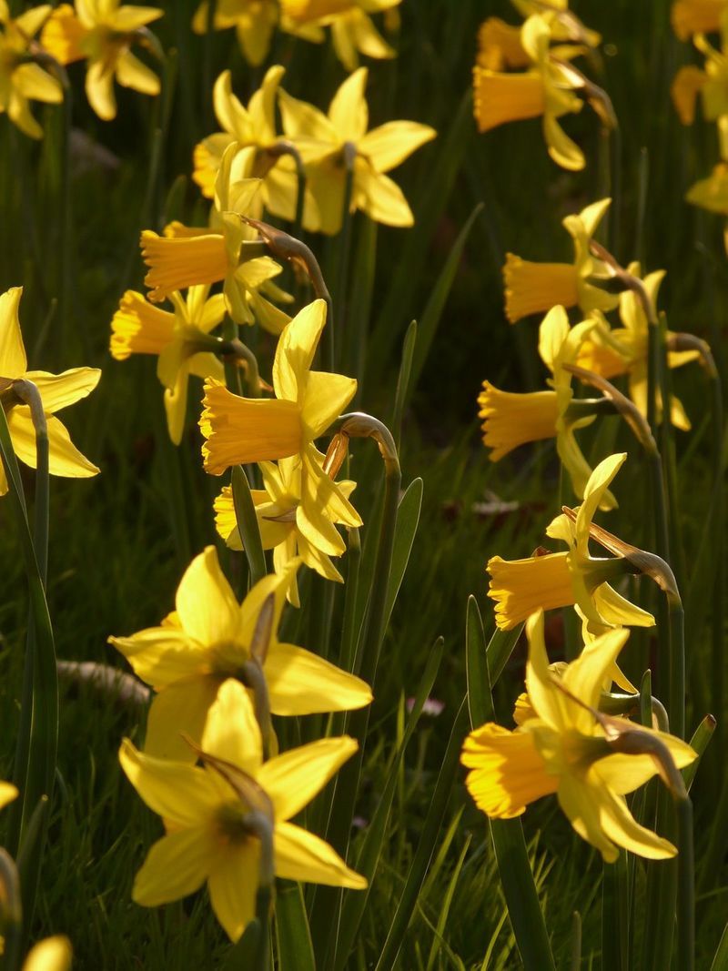 A field of daffodils