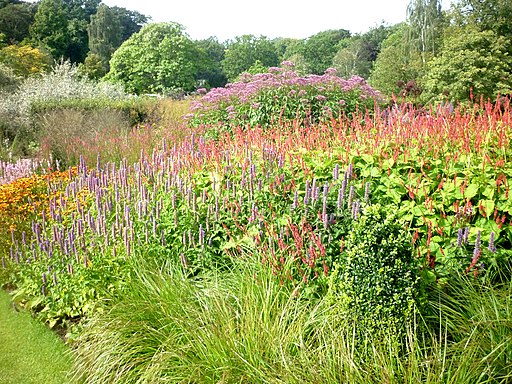 Late summer at Harlow Carr, UK flower field in bloom