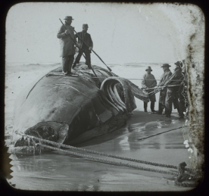 Skinning_Whale_to_Get_Blubber_Rothman_Lantern_Slide_Collection