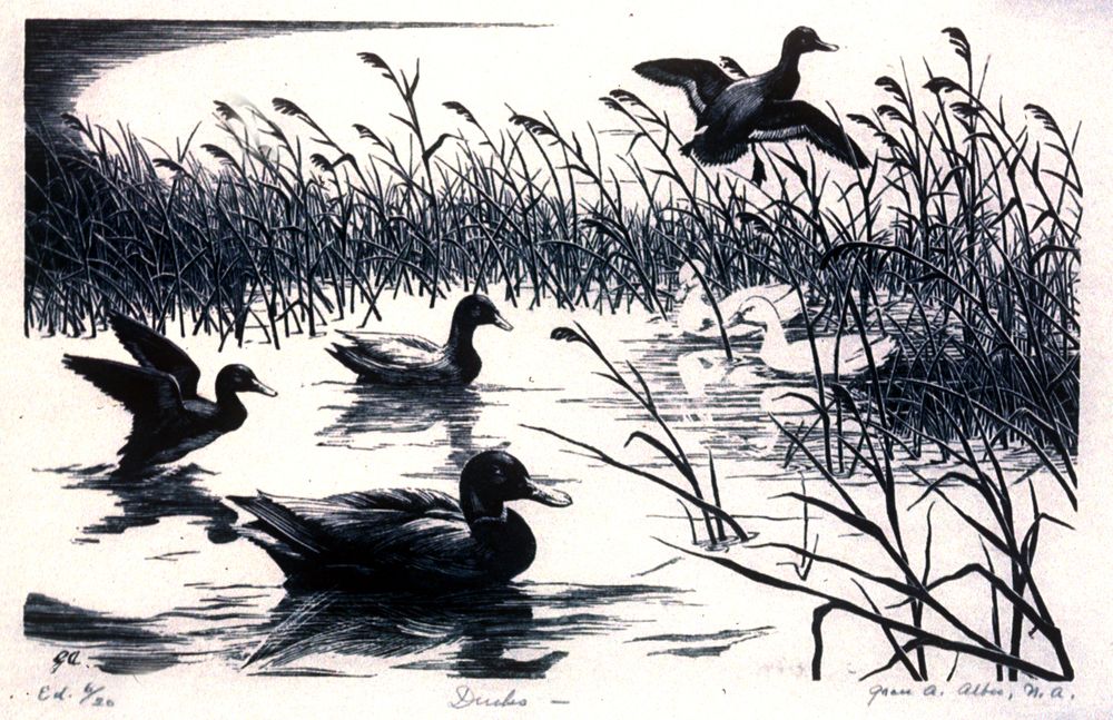 drawing of ducks