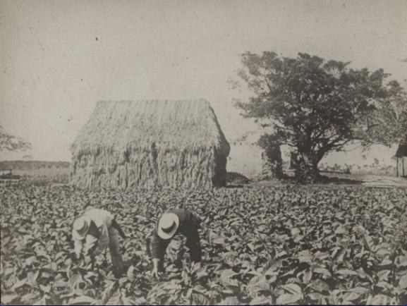 Tobacco_Plantation_Rothman_Screen.png