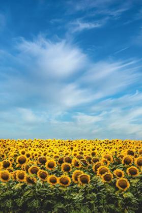 Yellow Sunflower Field_ Blue Sky_White Clouds