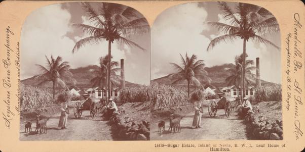 Sugar_Estate_Nevis_1903