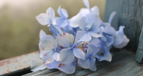 Blue_Flower_of_Hydrangea