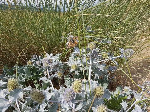 Sea_Holly