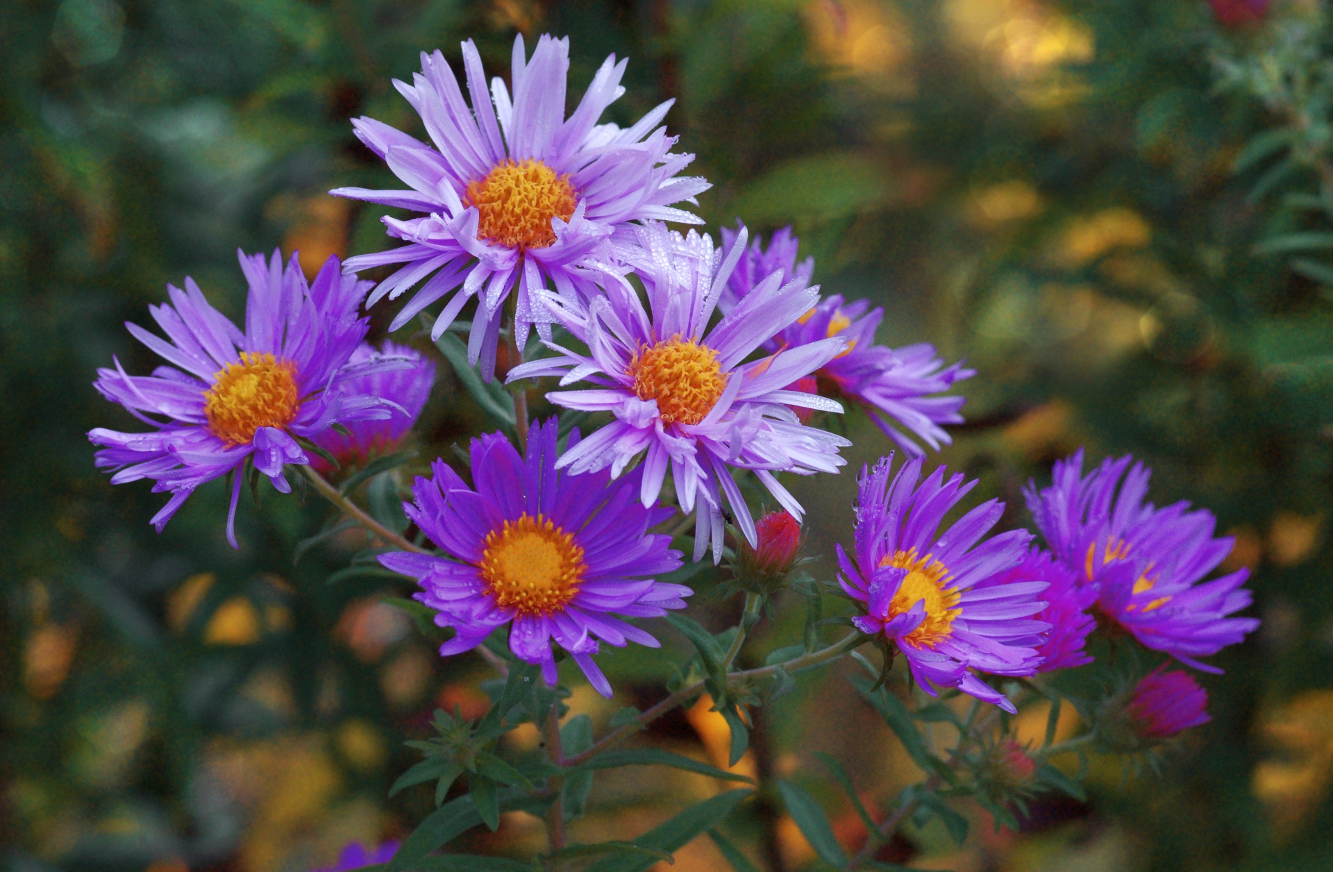 Michaelmas Daisies