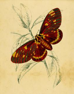 Moth_Vintage_Print