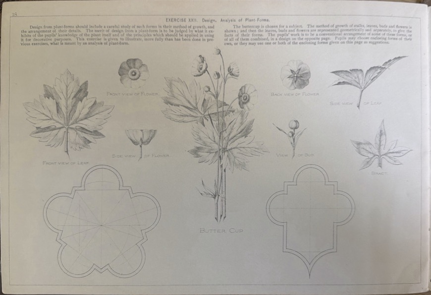 drawings of flora