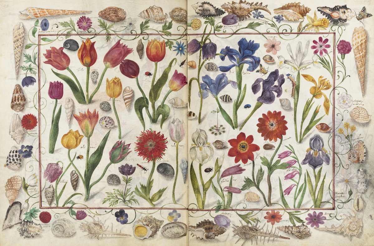 Image of Flowers and Shells