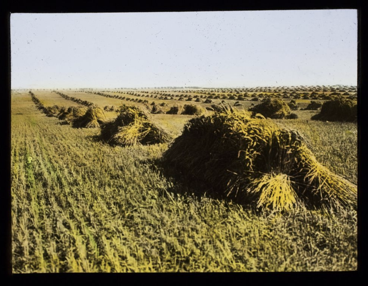 Haystacks in a Field_Rothman Lantern Slide Collection