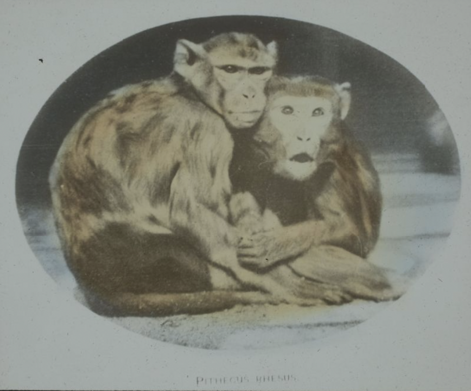Lantern Slide of Two Monkeys
