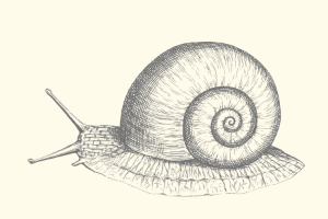 Line_drawing_of_a_Snail