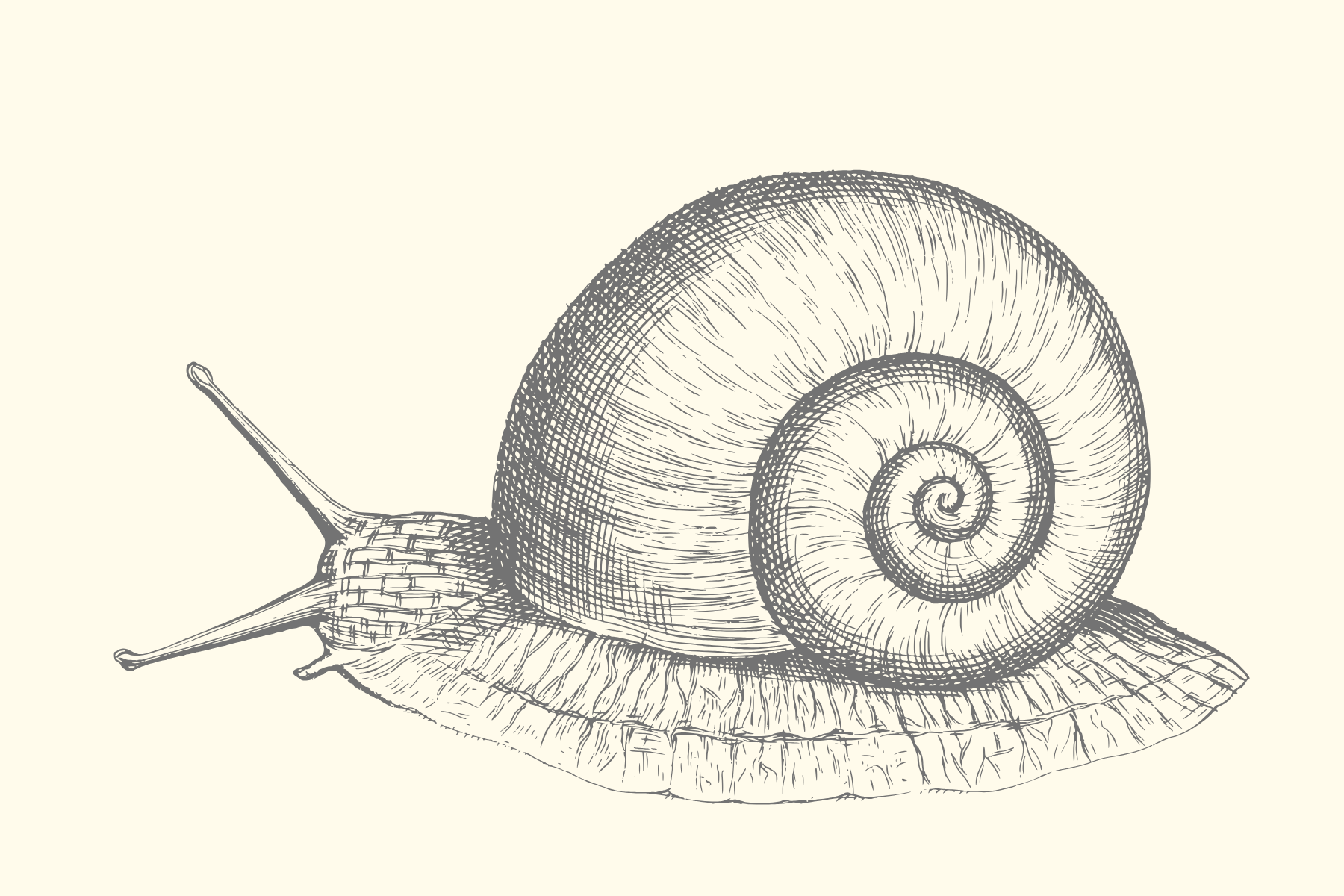 Line_drawing_of_a_Snail